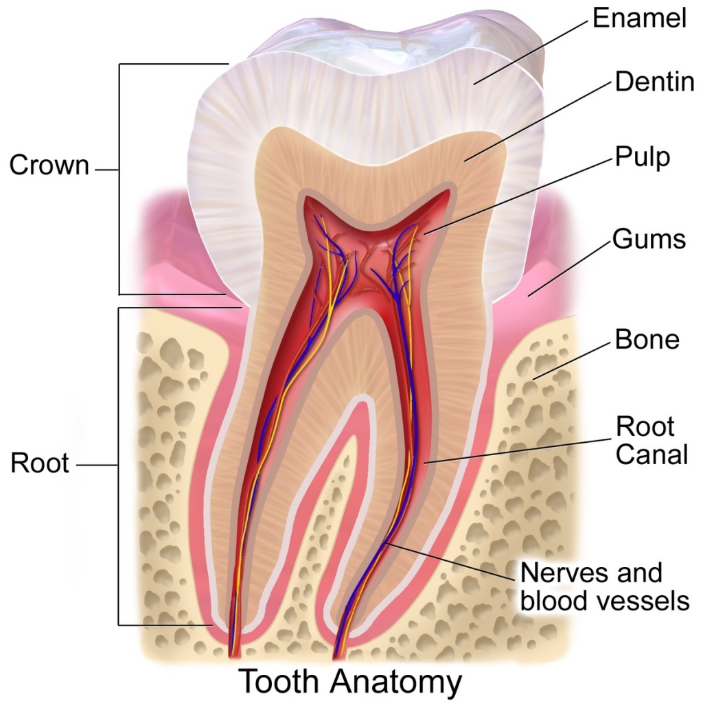 зуб.jpg